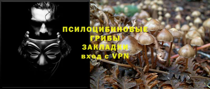 Псилоцибиновые грибы Psilocybine cubensis  Ярцево 